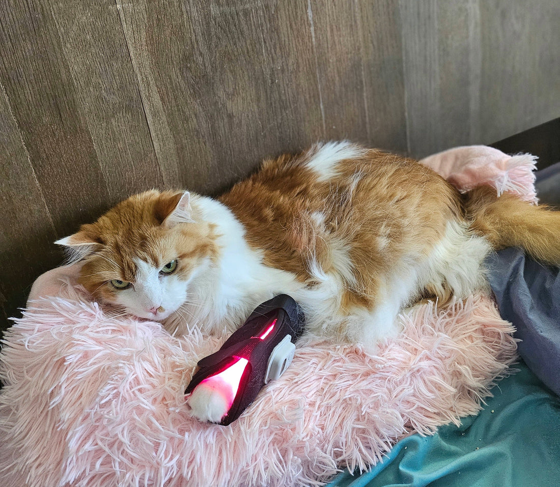 Red Light Therapy Good for Cats? The Surprising Purr-fect Treatment