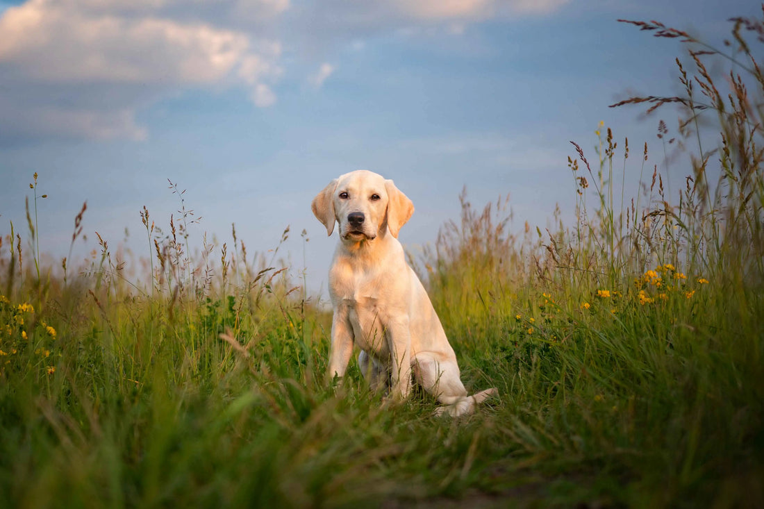 Red Light Therapy for Pets: The Ultimate Guide to Benefits, Uses, and Science
