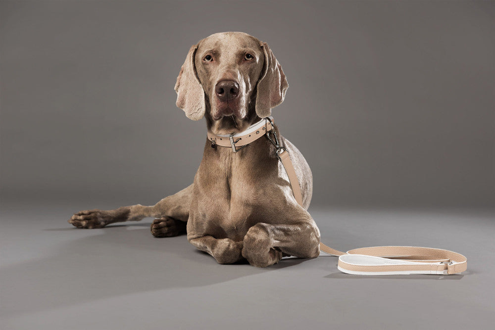 How to Ease Dog Arthritis Pain Naturally.