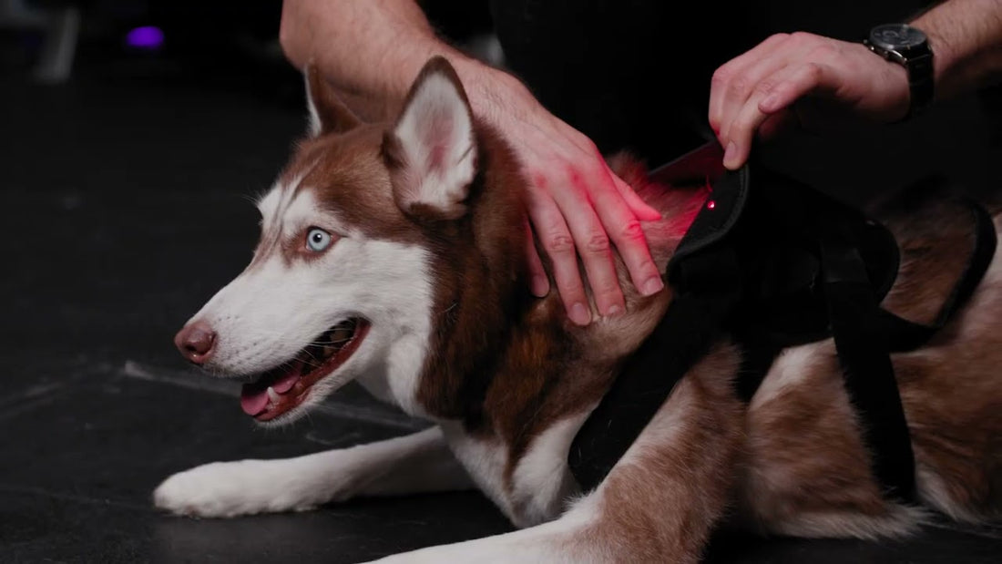 Is Red Light Therapy Safe for Dogs?