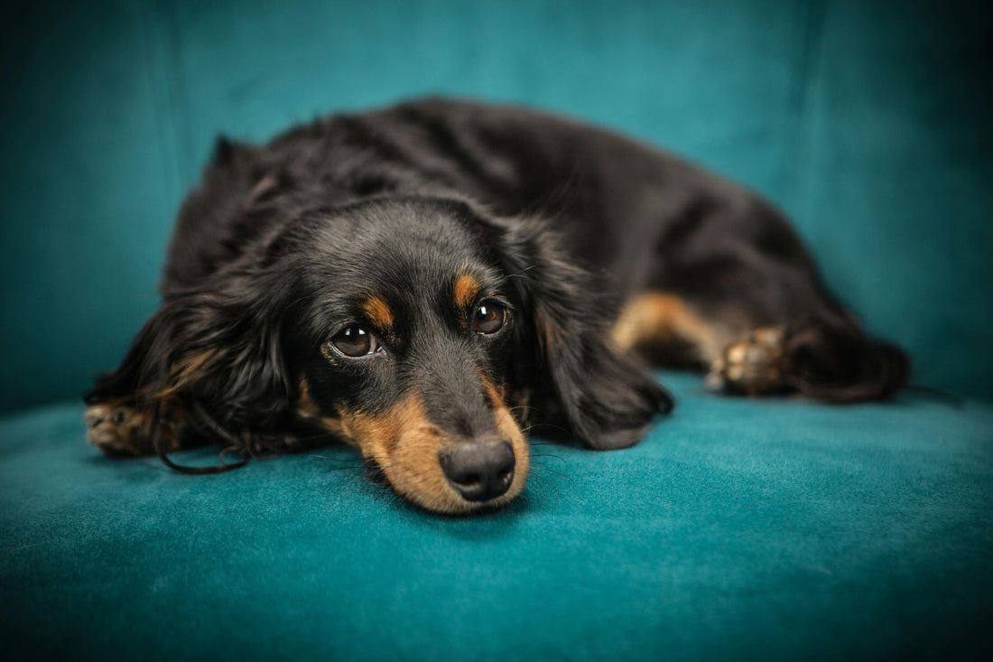 How To Use Red Light Therapy on Dogs and Cats?