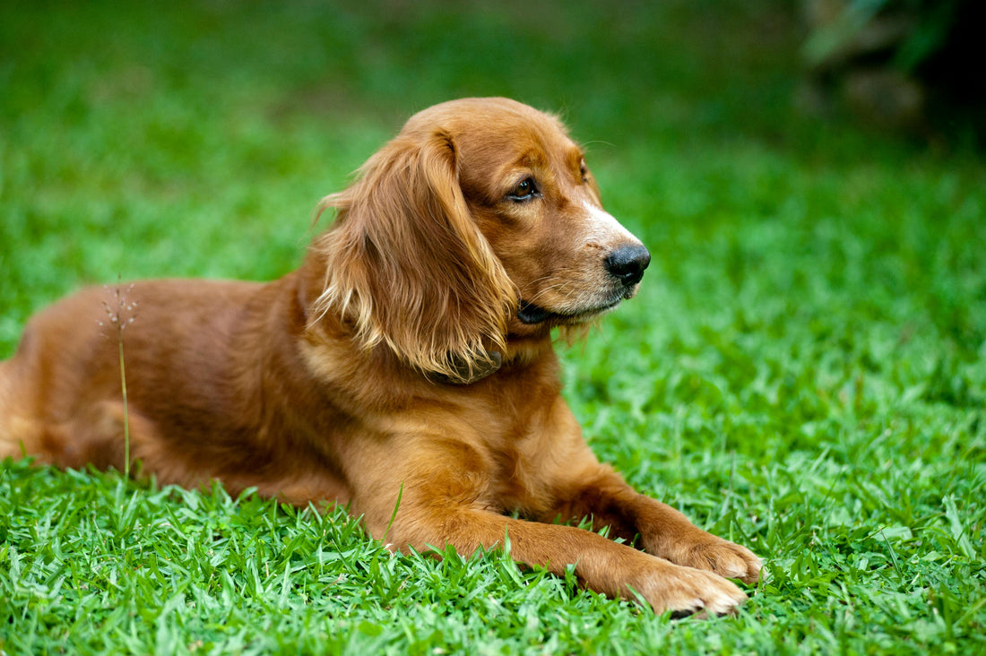 Does Red Light Therapy Help Dogs?