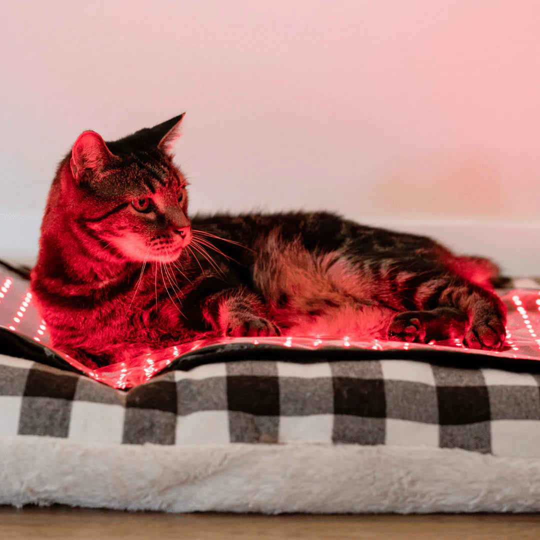 HushKat RestGlow™ Mat